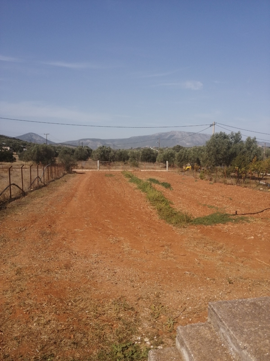 (For Sale) Land Agricultural Land  || East Attica/Koropi - 3.583 Sq.m, 130.000€ 